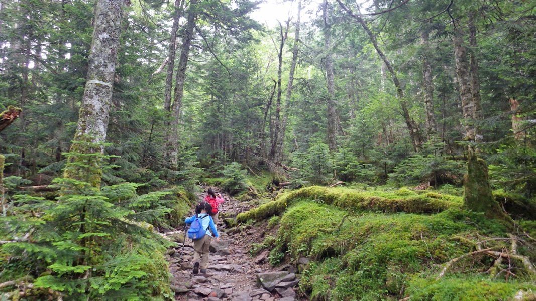 オーレン小屋~夏沢峠間